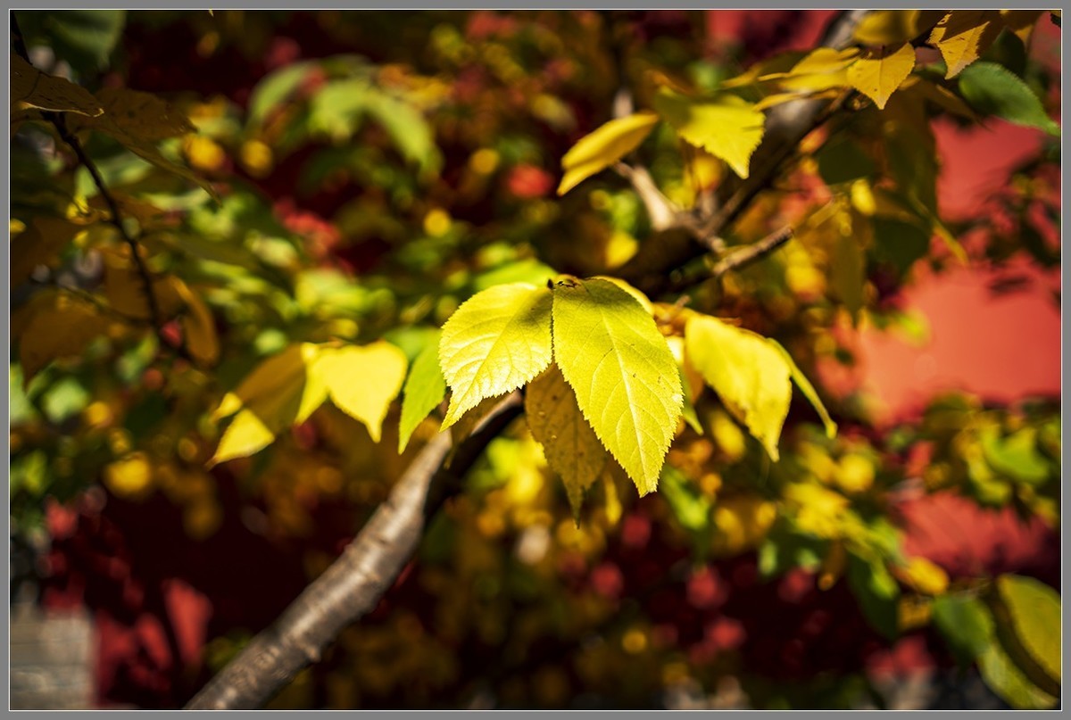 西山名剎“大觉寺”随拍