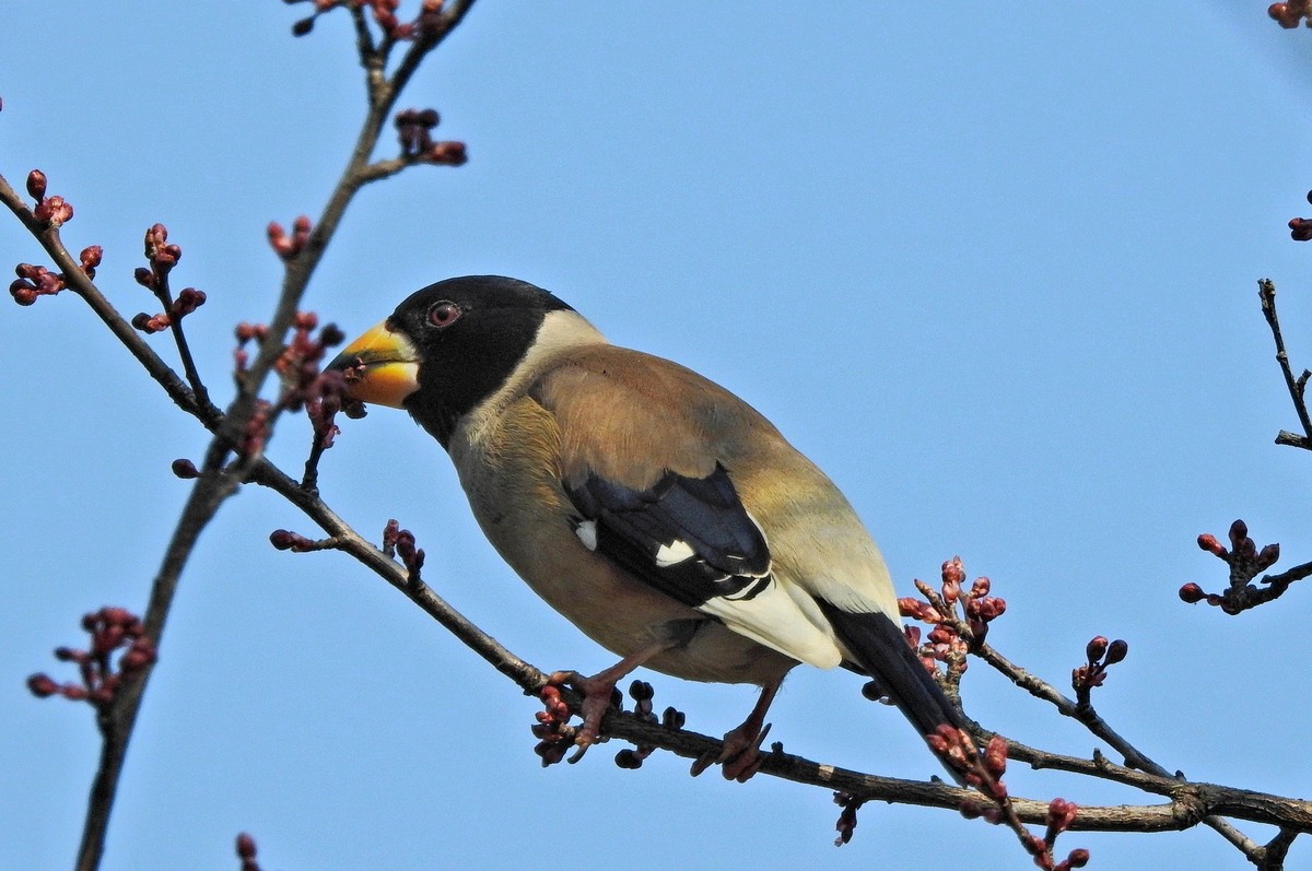 长焦拍鸟〖腊嘴〗