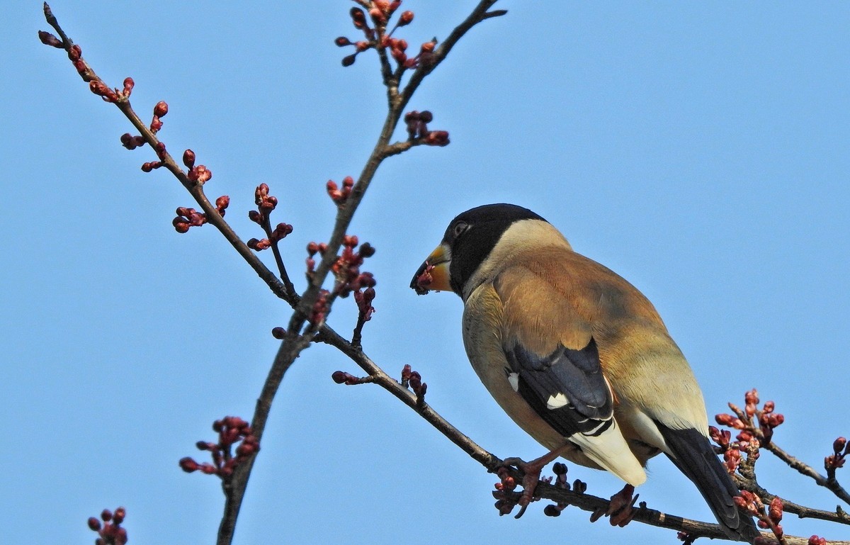 长焦拍鸟〖腊嘴〗