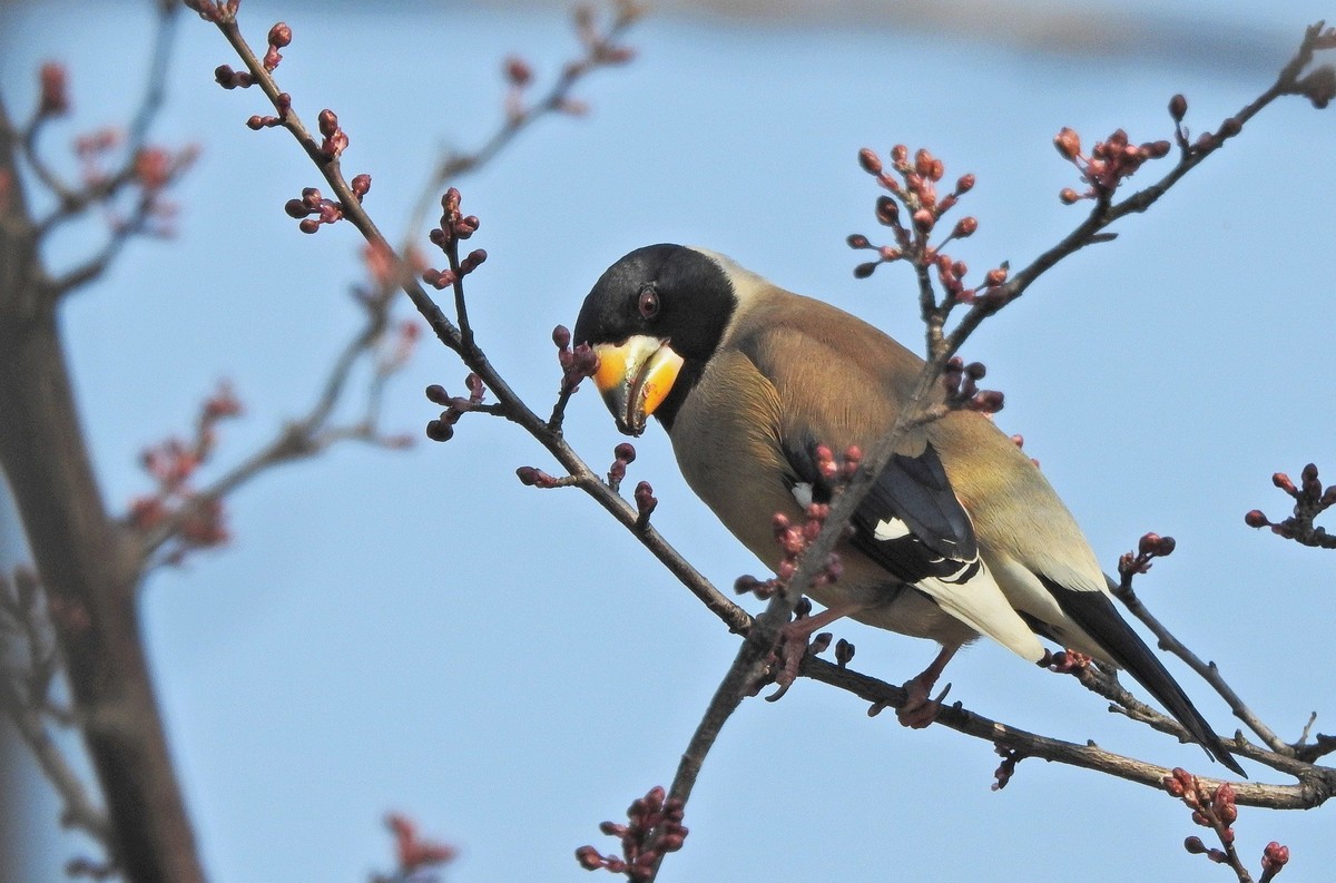 长焦拍鸟〖腊嘴〗