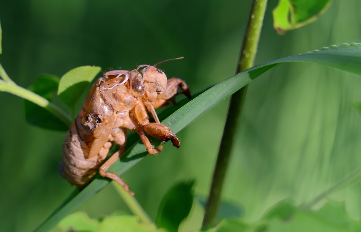 青草上的蝉蛹壳