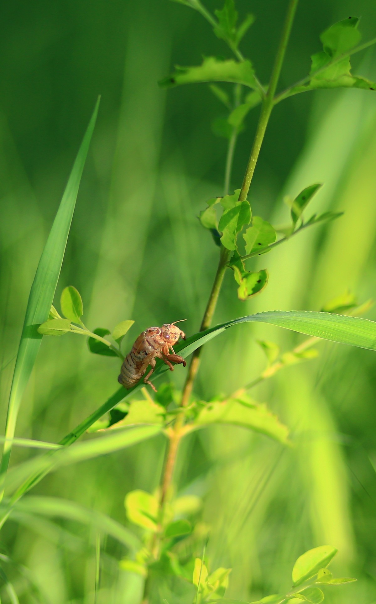 青草上的蝉蛹壳