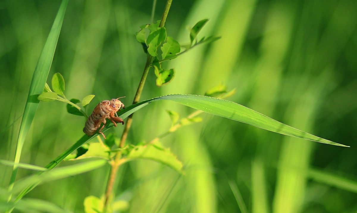 青草上的蝉蛹壳