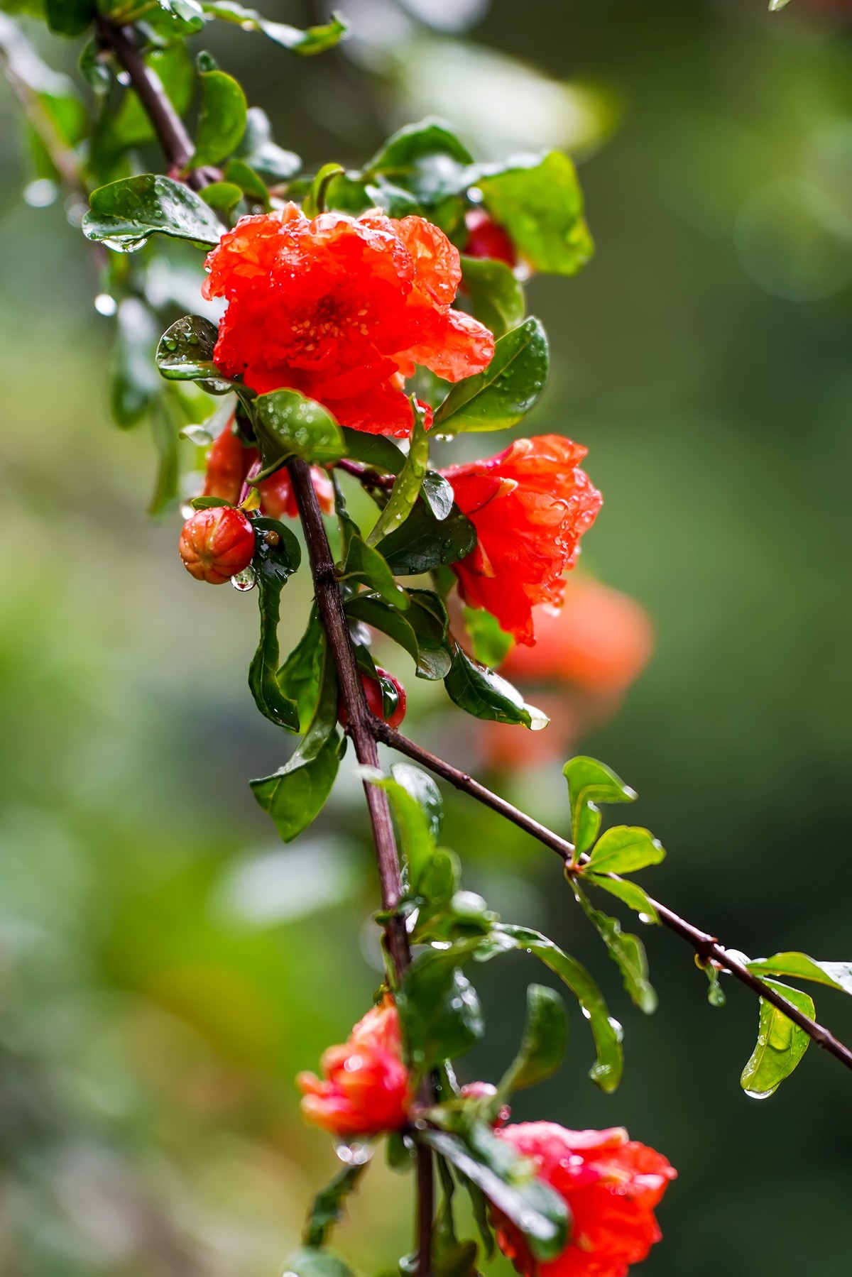 娇艳欲滴石榴花