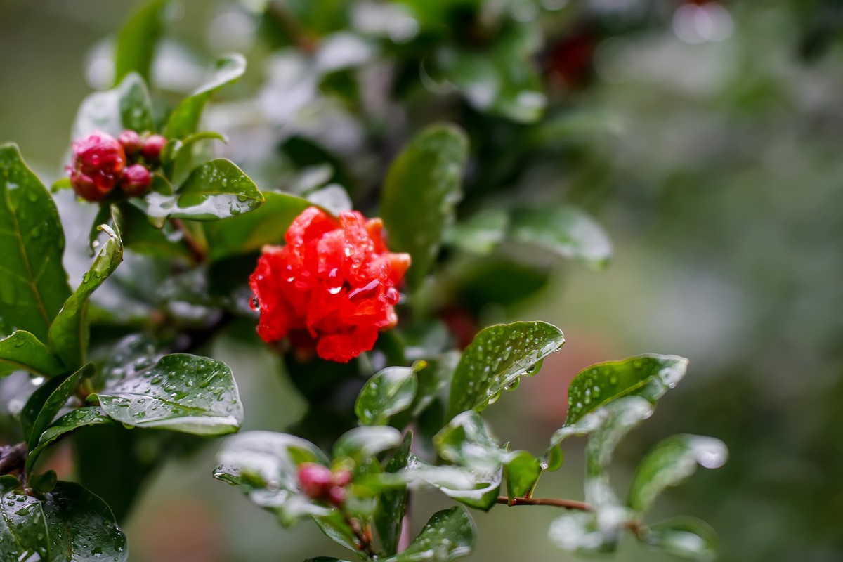 娇艳欲滴石榴花