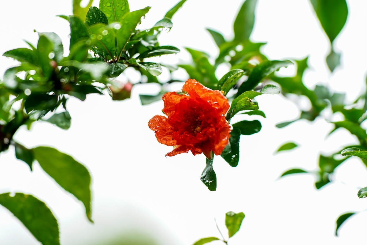 娇艳欲滴石榴花