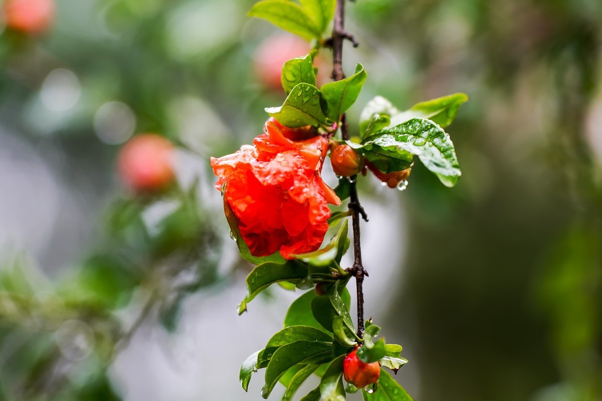 娇艳欲滴石榴花