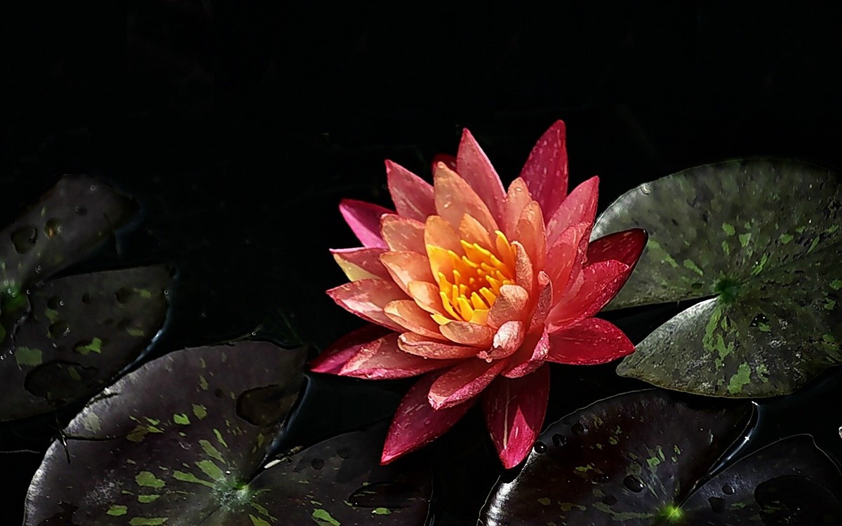 #春末夏初#-----睡莲花色