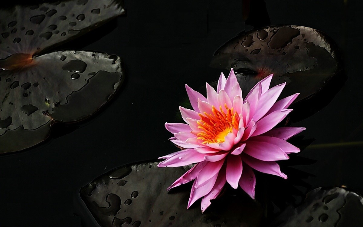 #春末夏初#-----睡莲花色