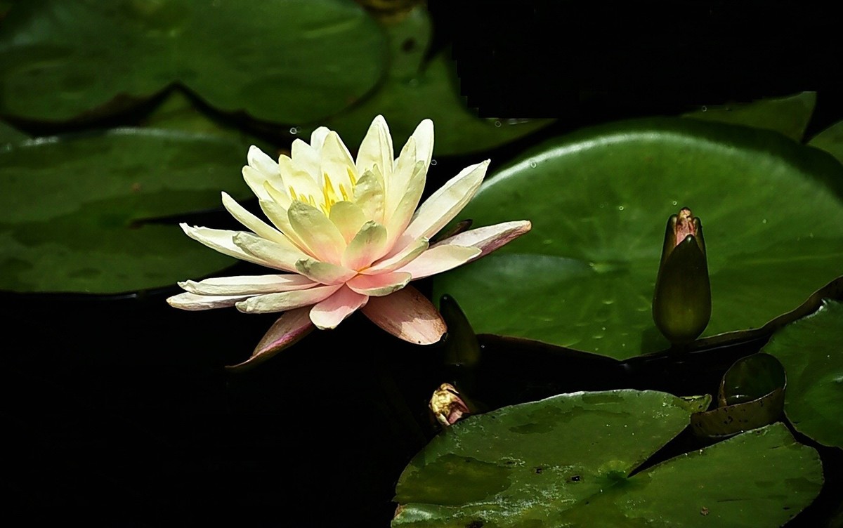 #春末夏初#-----睡莲花色