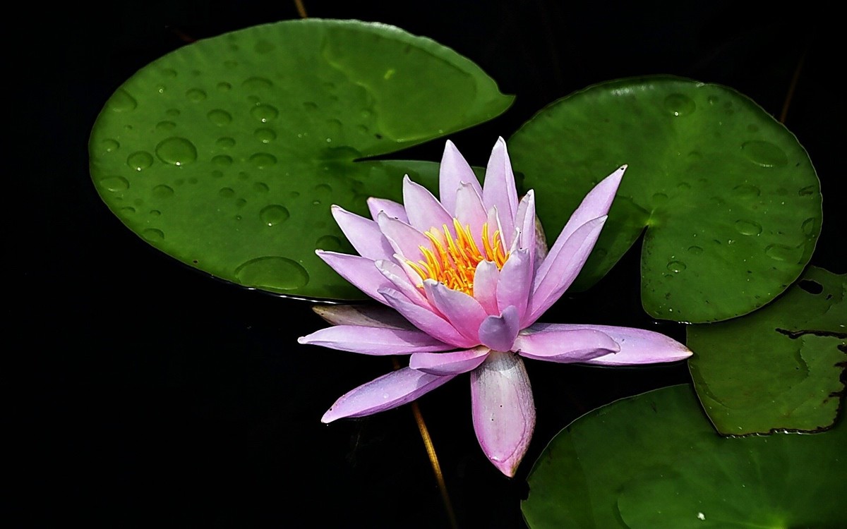 #春末夏初#-----睡莲花色