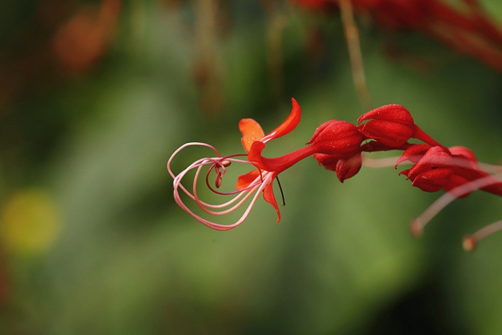 红火喜庆桢桐花..