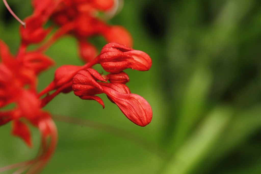 红火喜庆桢桐花..