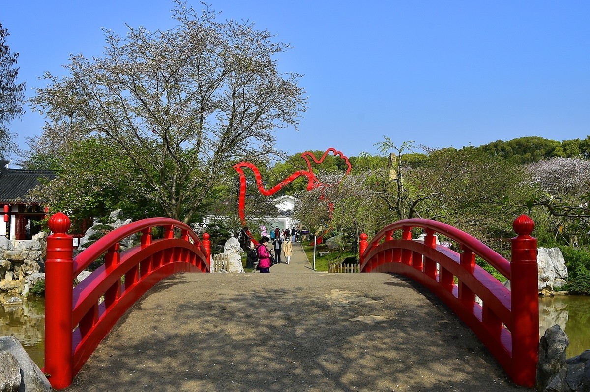 花落樱花园