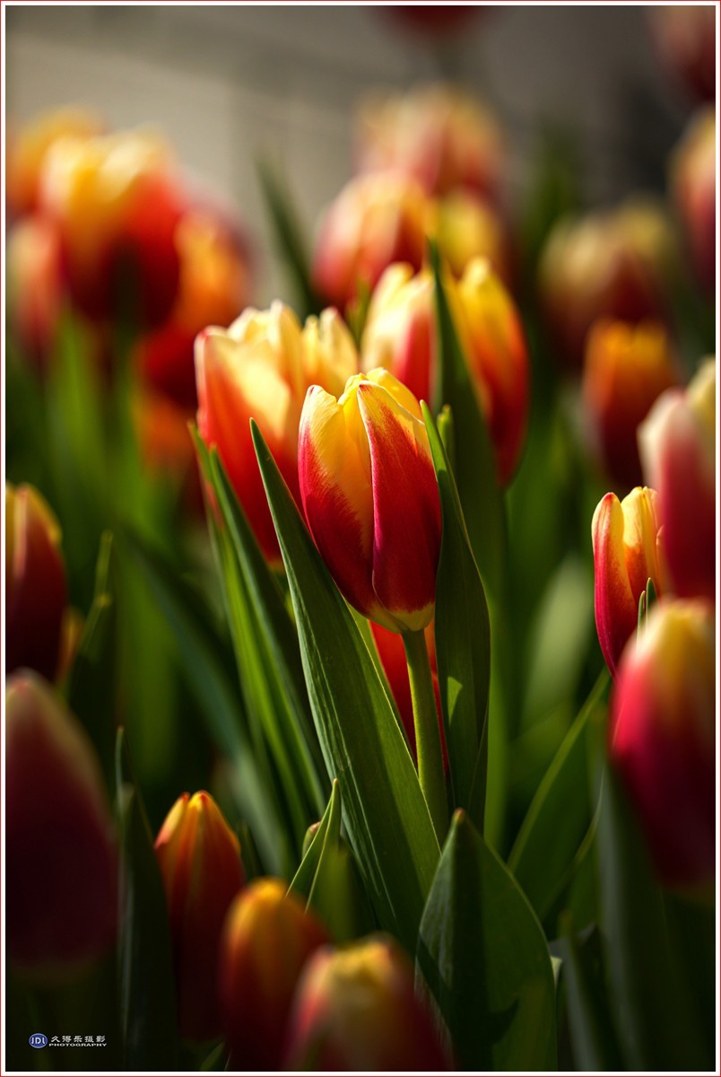 2024-（056）武汉植物园随拍（三）