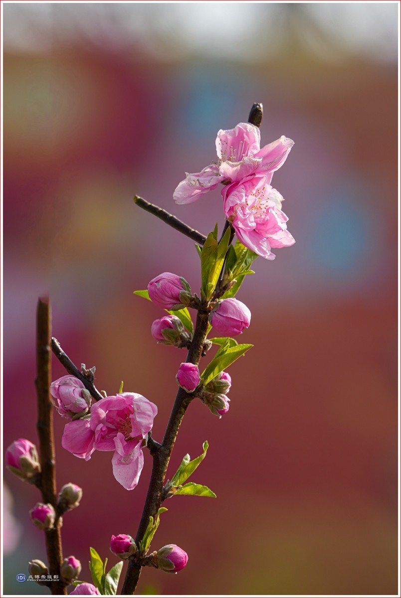 2024-（056）武汉植物园随拍（三）