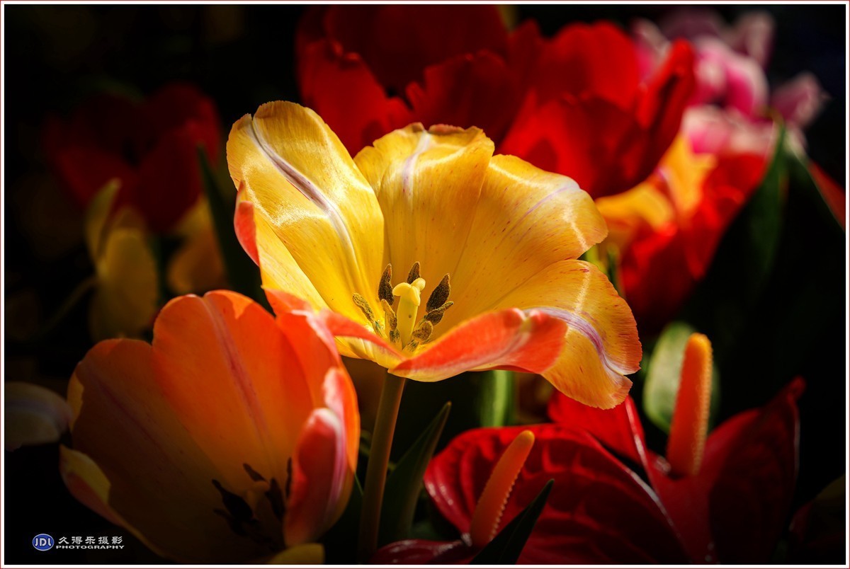 2024-（056）武汉植物园随拍（三）