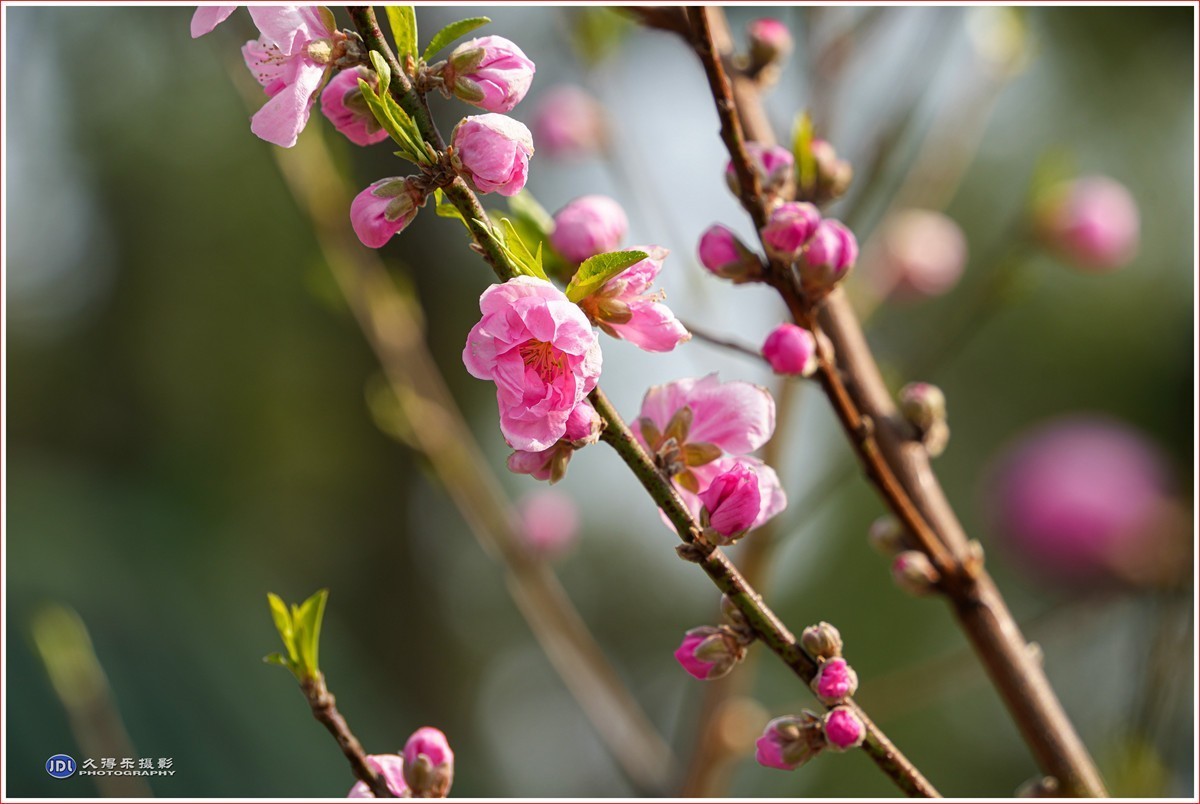 2024055武汉植物园随拍二