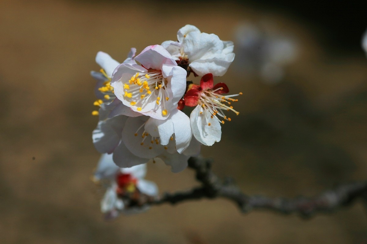 晶莹剔透的杏花（上）