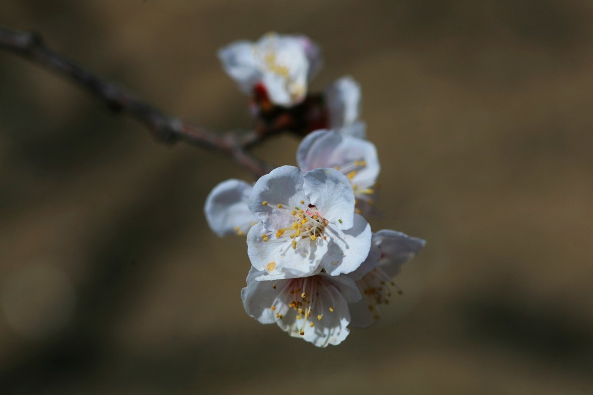 晶莹剔透的杏花（上）