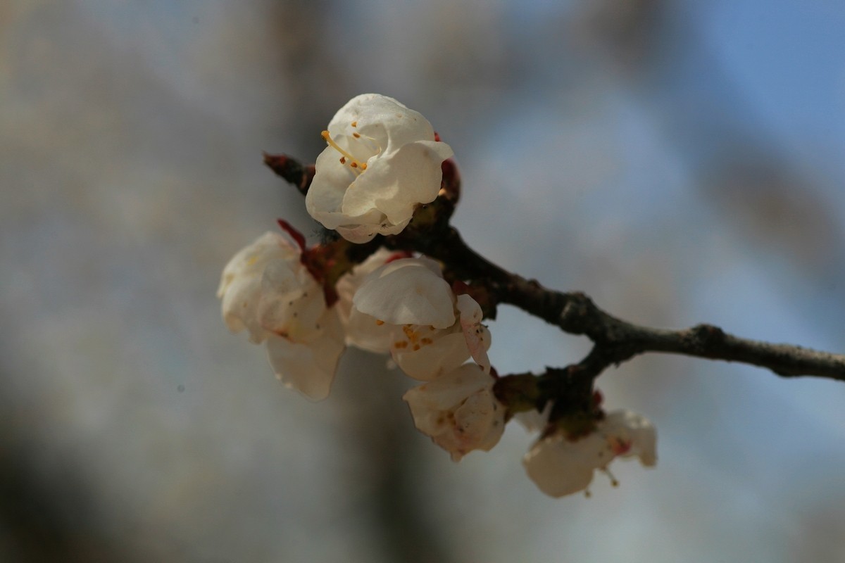 晶莹剔透的杏花（上）