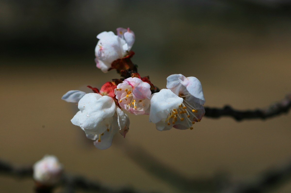 晶莹剔透的杏花（上）
