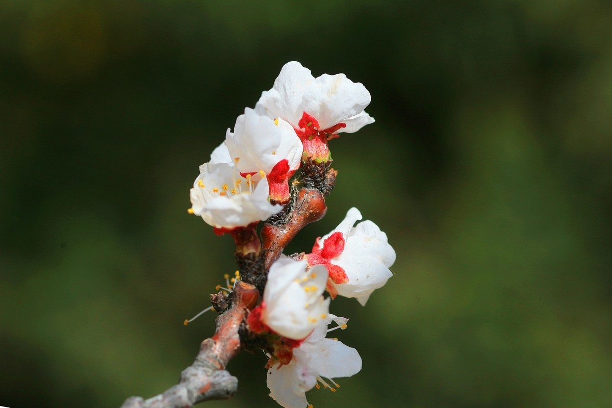 晶莹剔透的杏花（上）