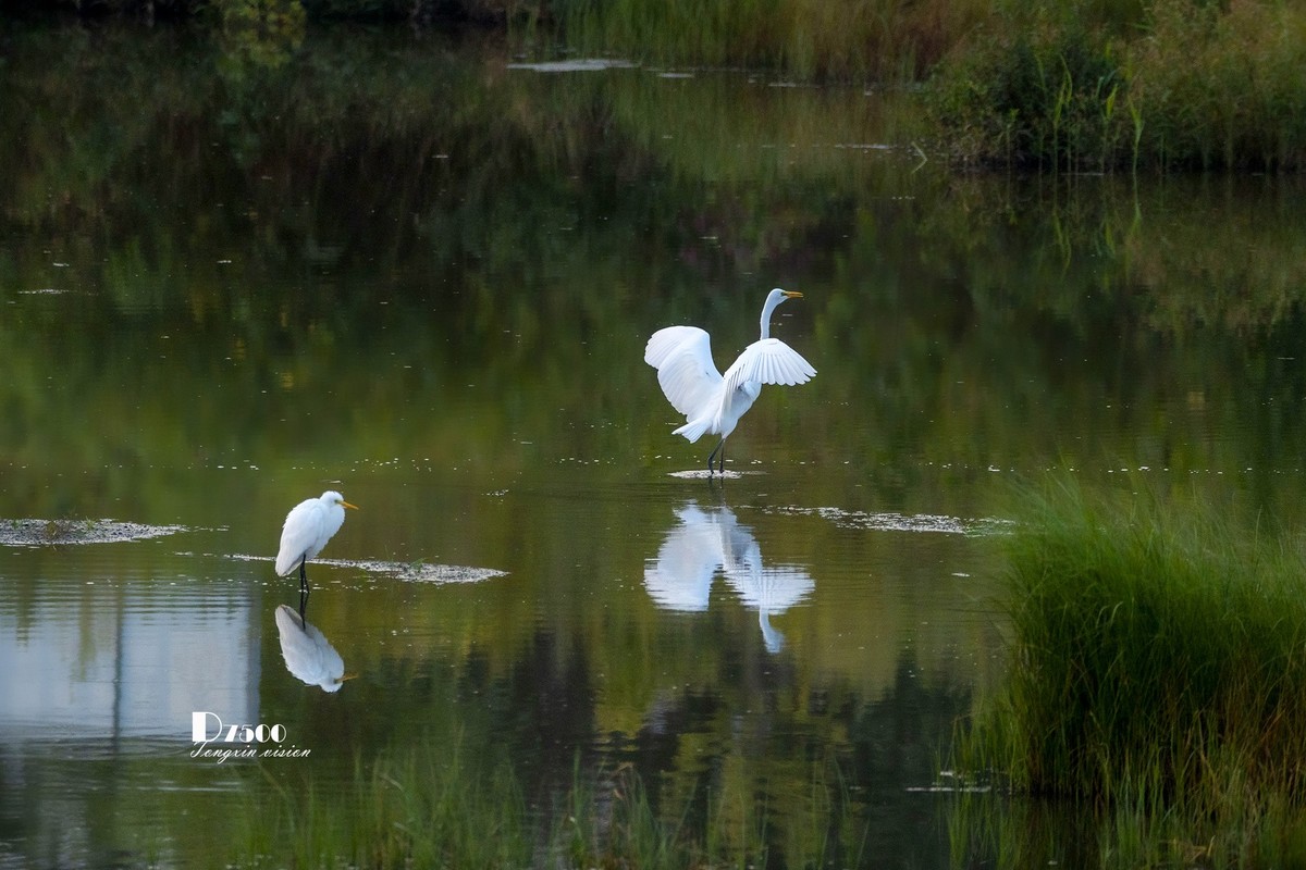 蒙古贞白鹭洲（68）