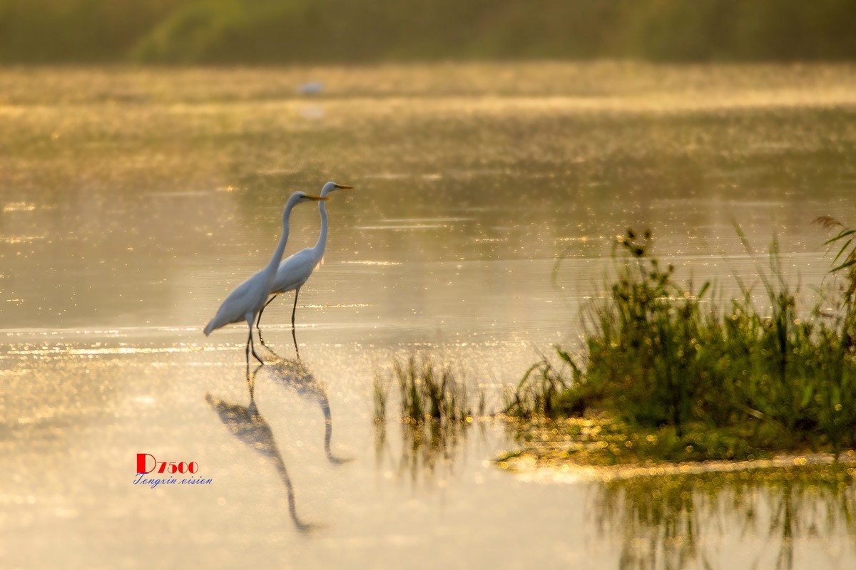 蒙古贞白鹭洲（68）