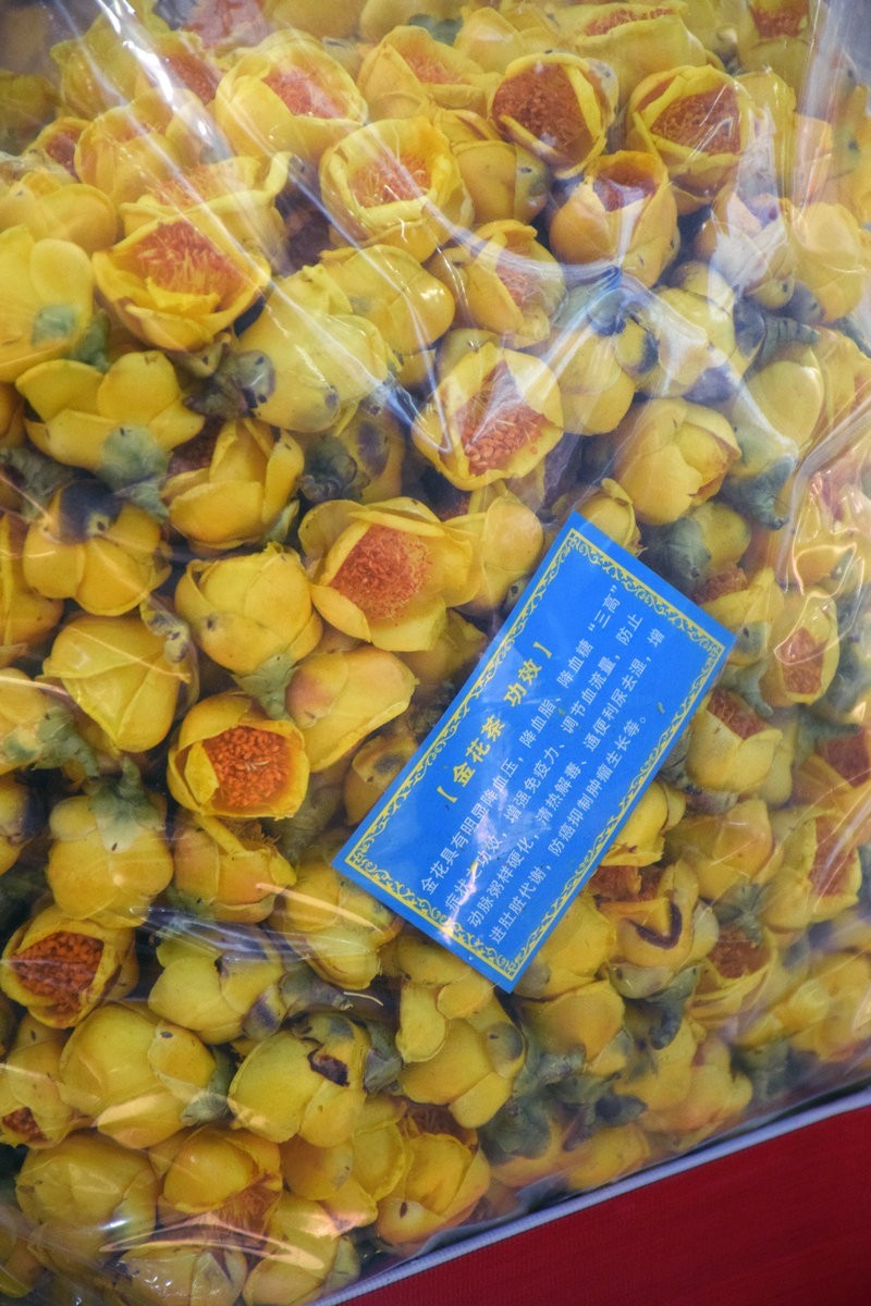 2024春节 滇桂沿边行（45）金花茶