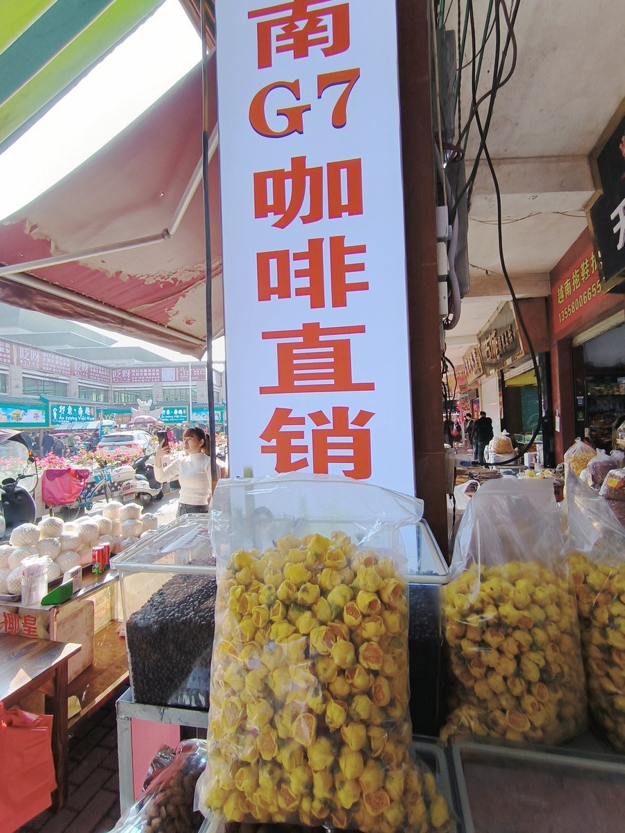 2024春节 滇桂沿边行（45）金花茶