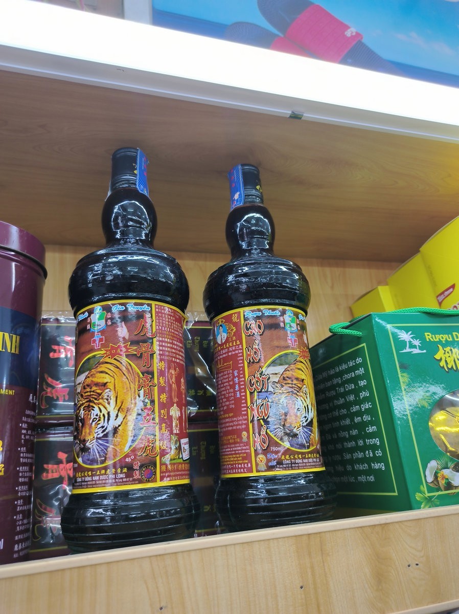 2024春节 滇桂沿边行（45）金花茶