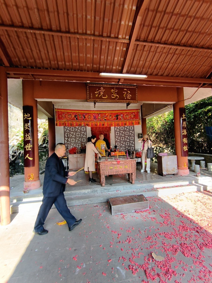 2024春节 滇桂沿边行（45）金花茶