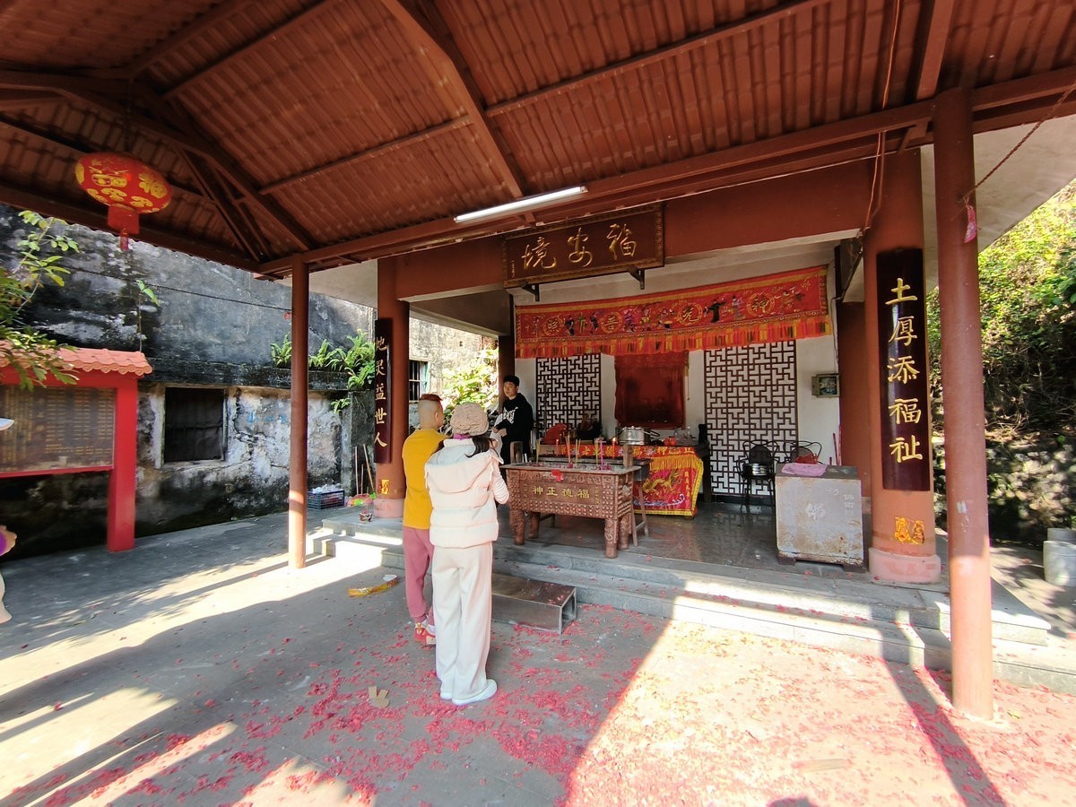 2024春节 滇桂沿边行（45）金花茶