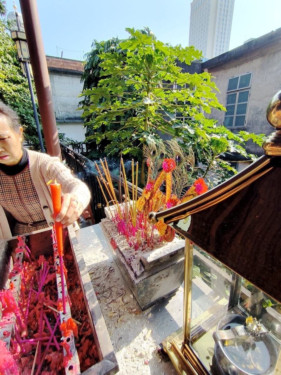 2024春节 滇桂沿边行（45）金花茶