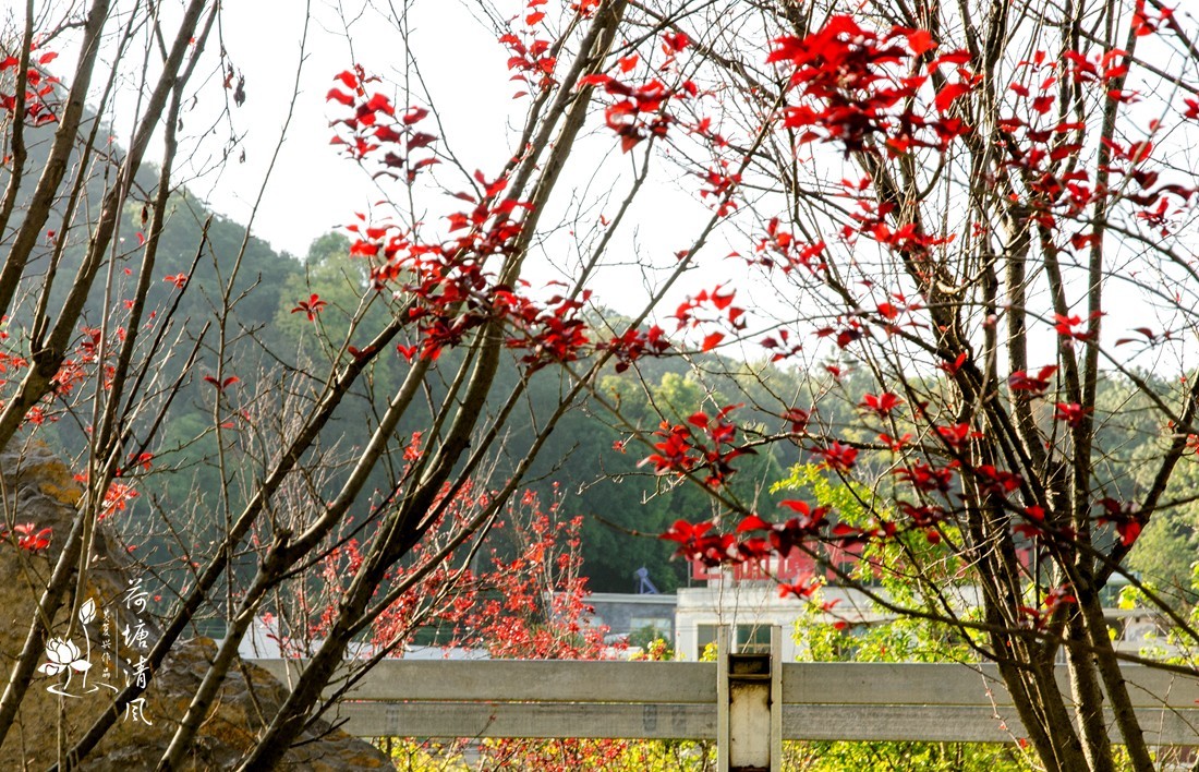 加油之城，美美安龙。“秋意渐浓”