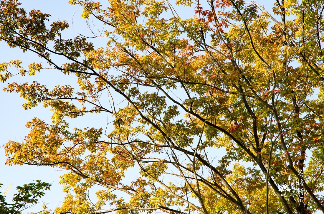 加油之城，美美安龙。“秋意渐浓”