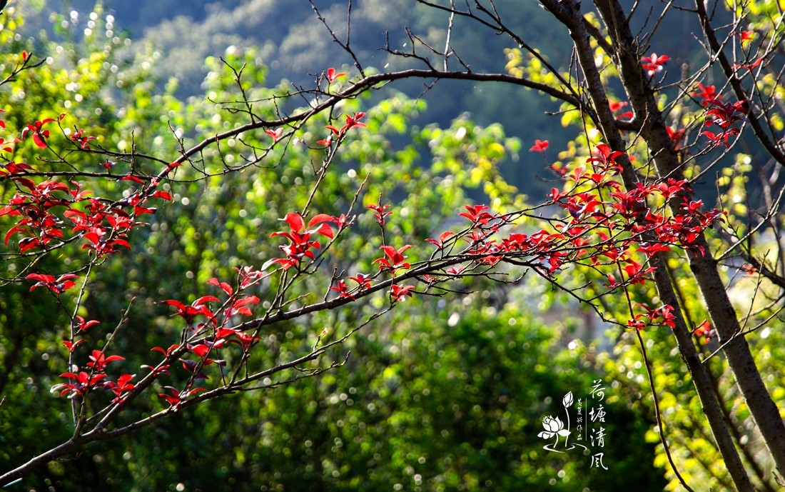 加油之城，美美安龙。“秋意渐浓”