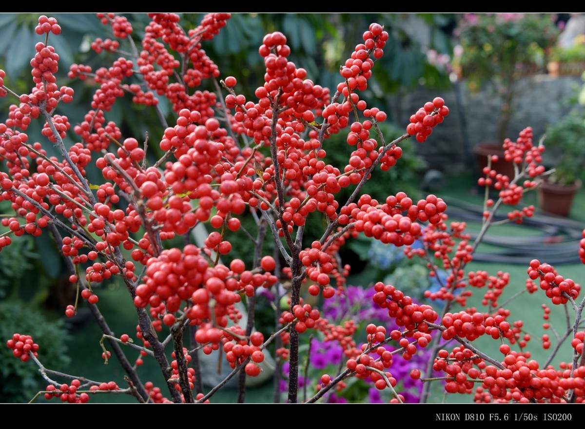 生态园拍金银木