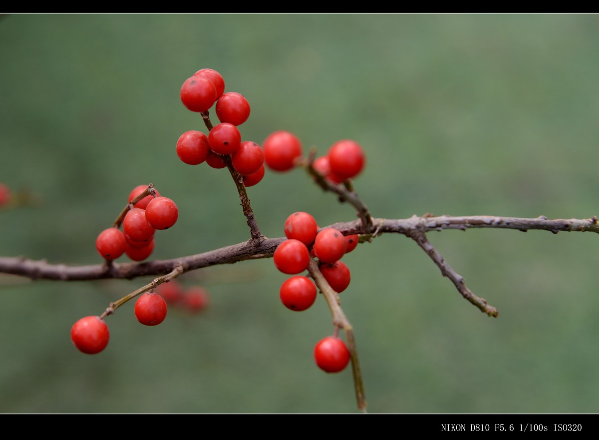 生态园拍金银木