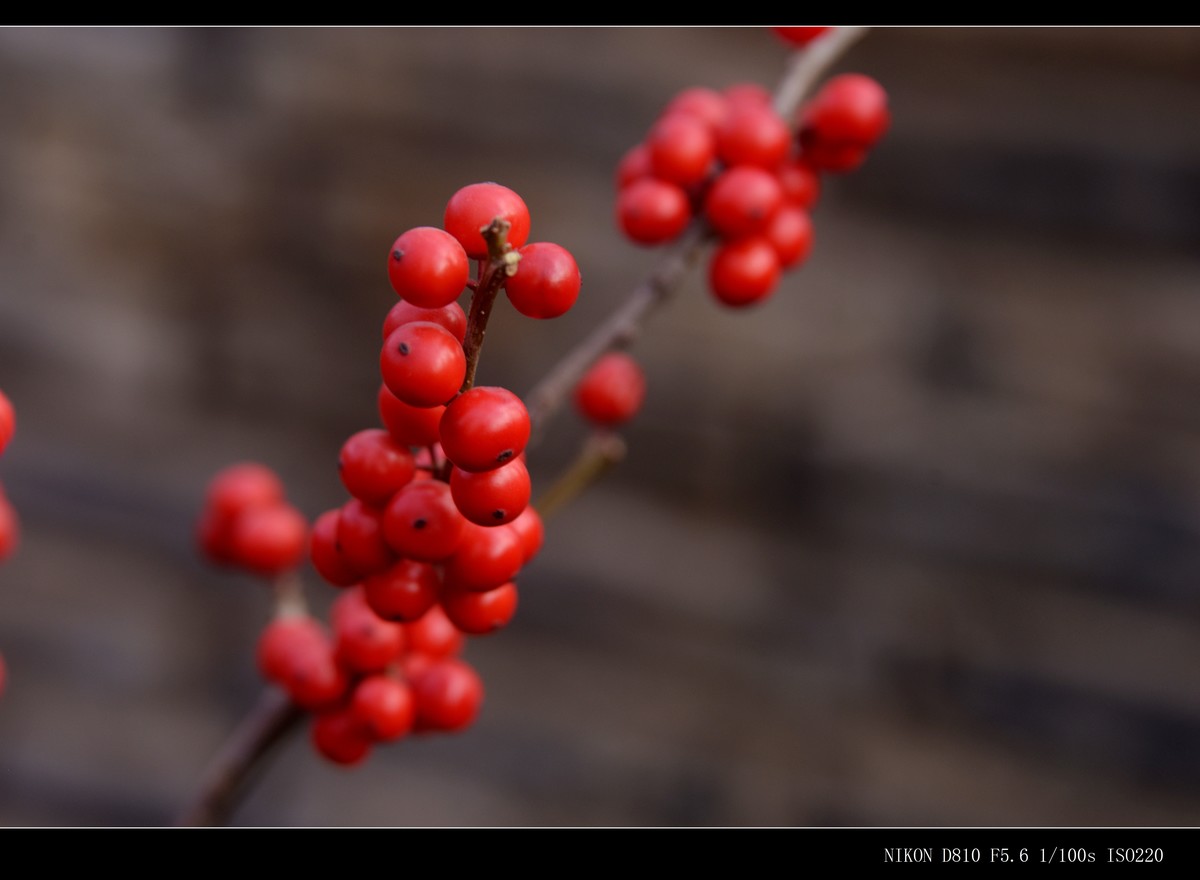 生态园拍金银木