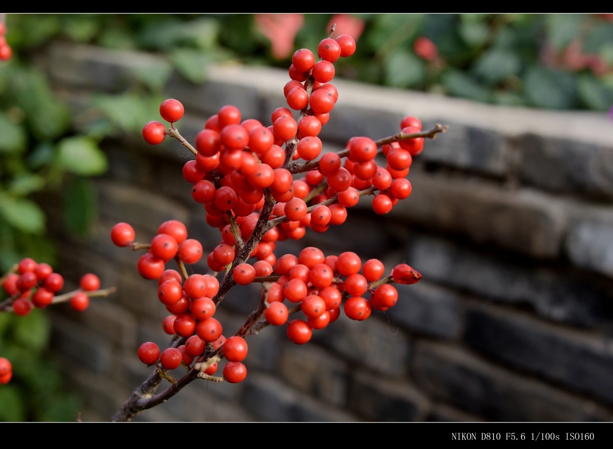 生态园拍金银木