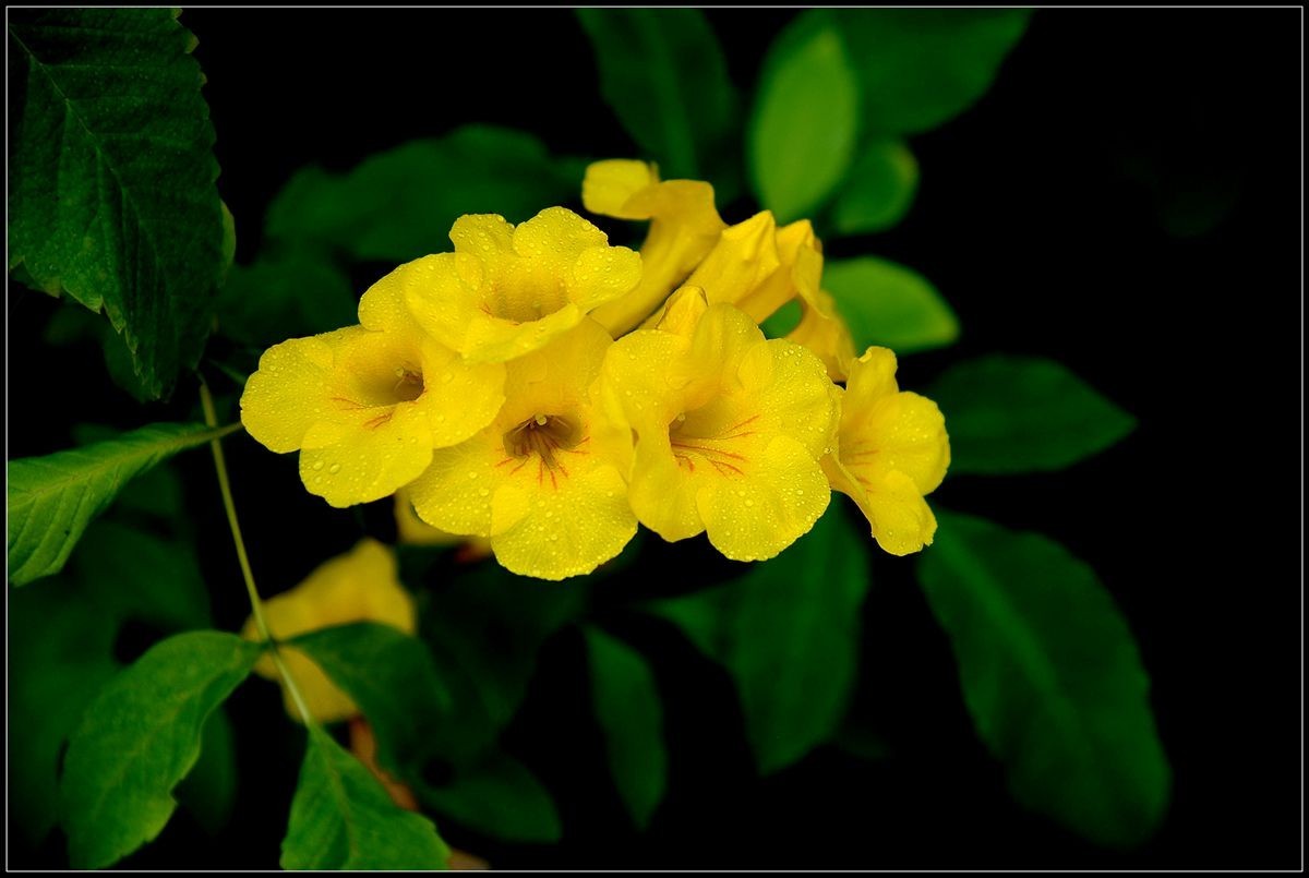 黄钟花