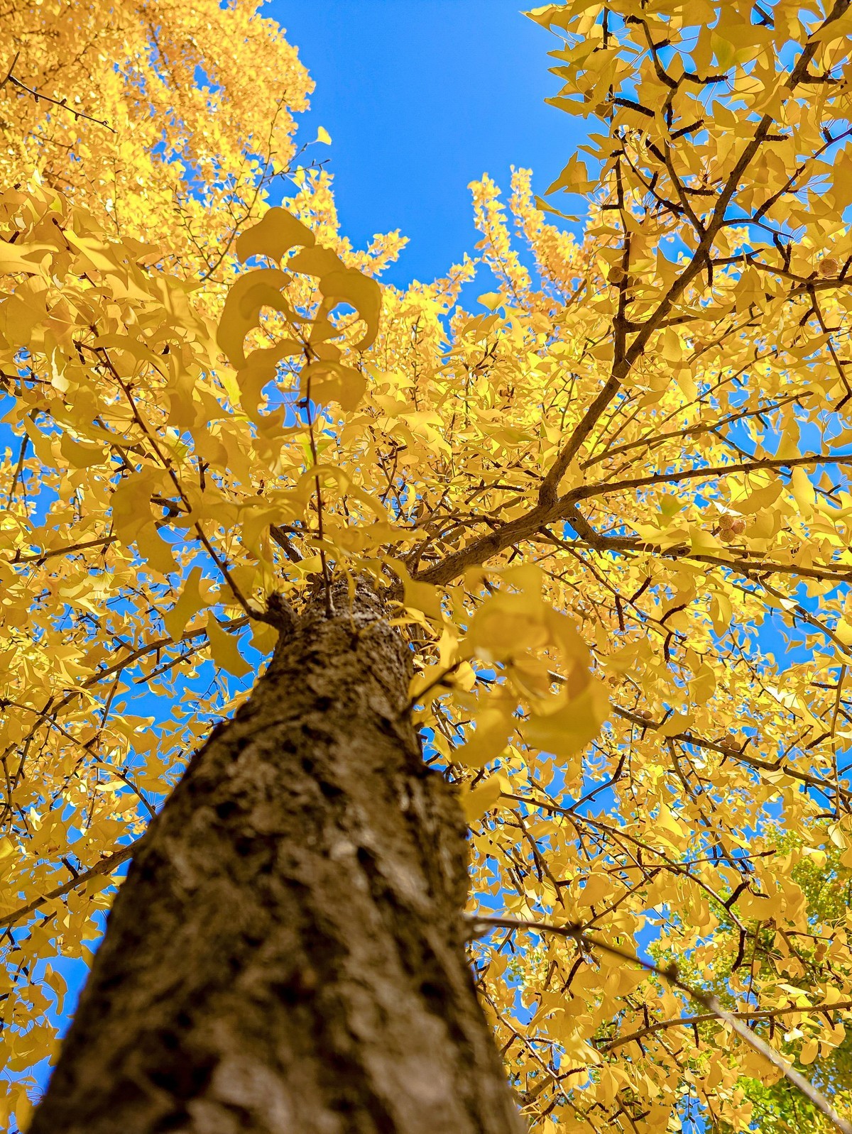 手机游拍20241105《44》