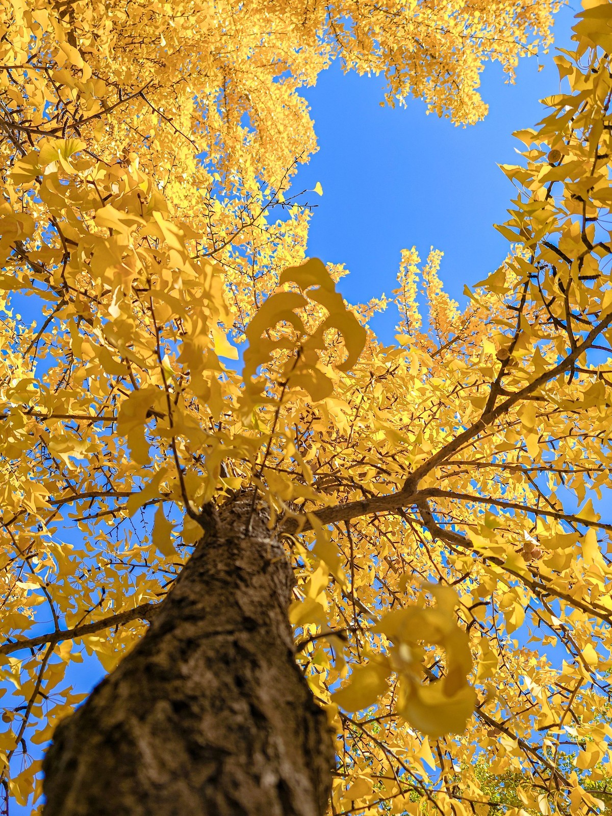 手机游拍20241105《44》