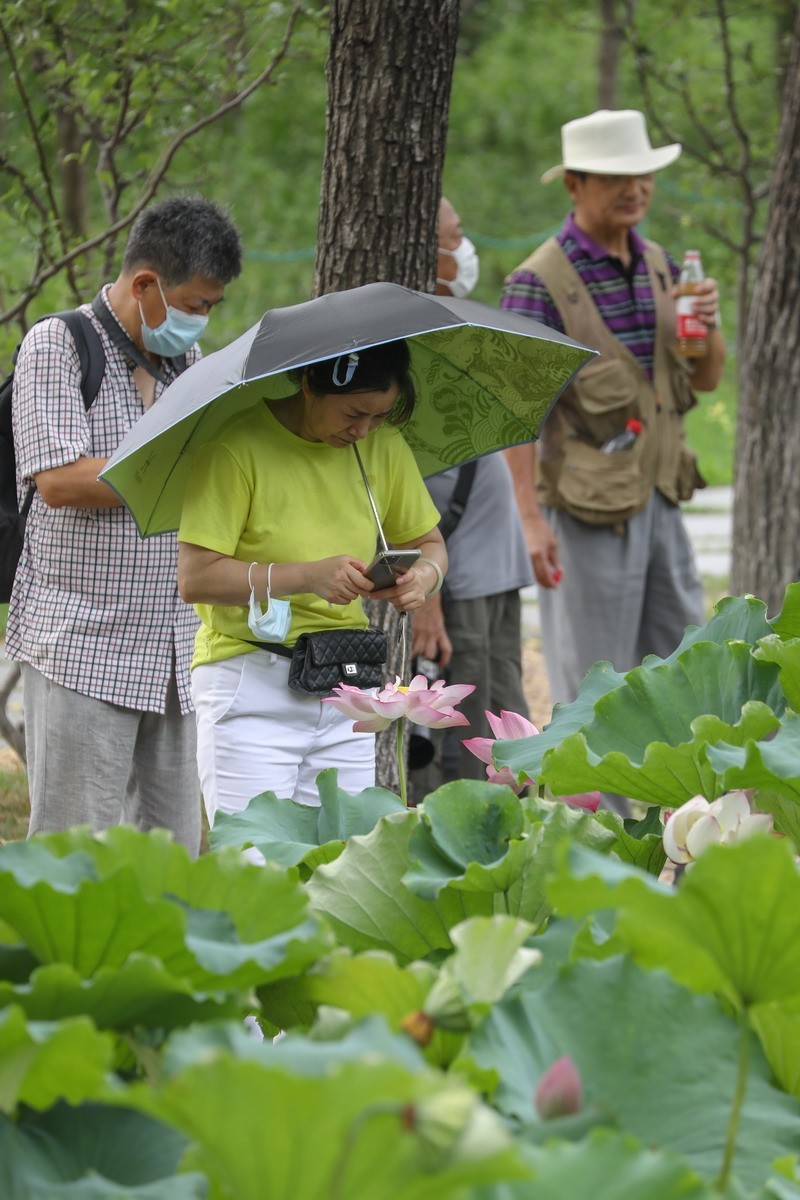 高温天公园观荷人