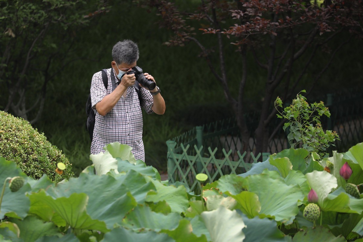 高温天公园观荷人