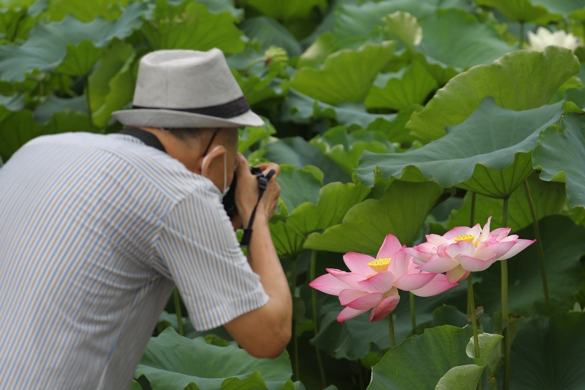 高温天公园观荷人