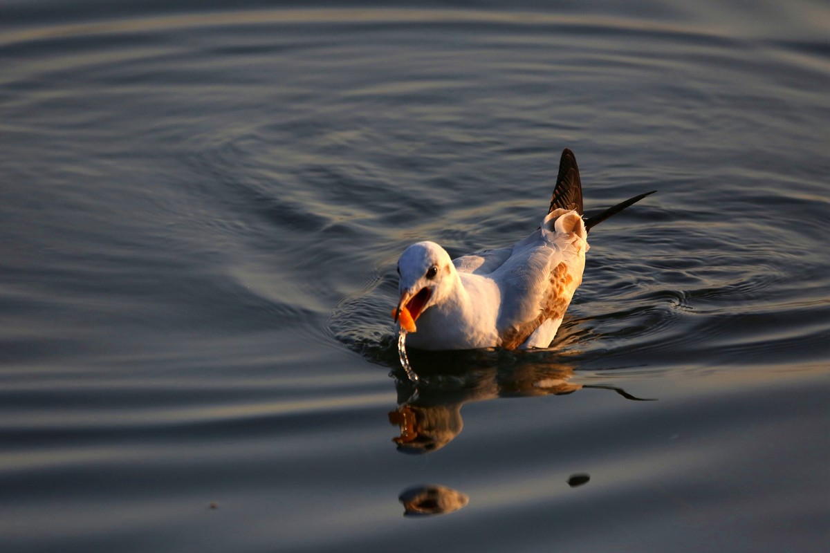 《 邛 海 》晨 拍