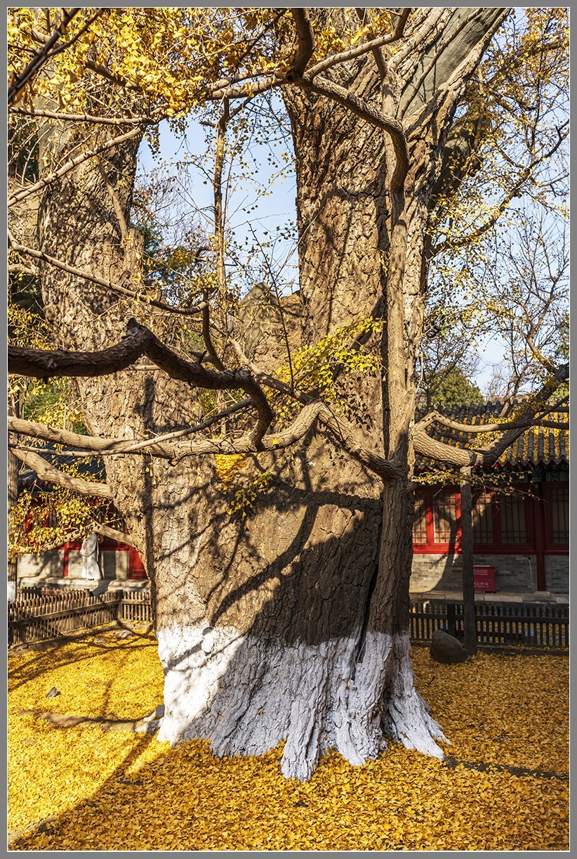 西山名剎“大觉寺”随拍